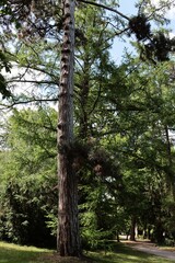landscape of huge old trees in park