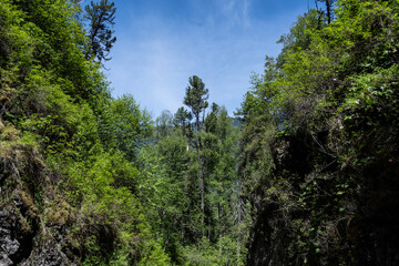 summer panoramic landscape of mountains and forest and waterfall against the sky in the area of ​​Lake Teletskoye in Altai