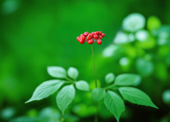 A close up of the most famous medicinal plant ginseng with a cluster bright red berries and broad...