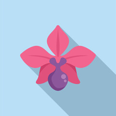 Pink orchid flower blooming with long shadow on blue background