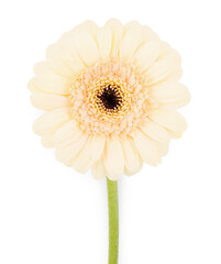 One beautiful tender gerbera flower isolated on white, top view