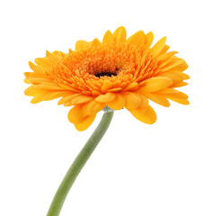 Beautiful orange gerbera flower isolated on white