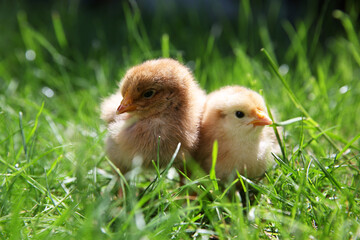 Cute chicks on green grass outdoors, closeup. Baby animals