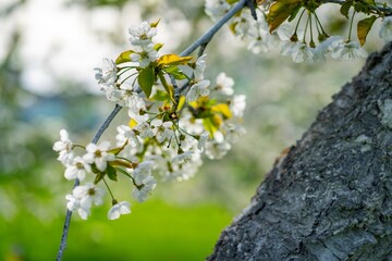 Obraz premium Blühende Kirsche