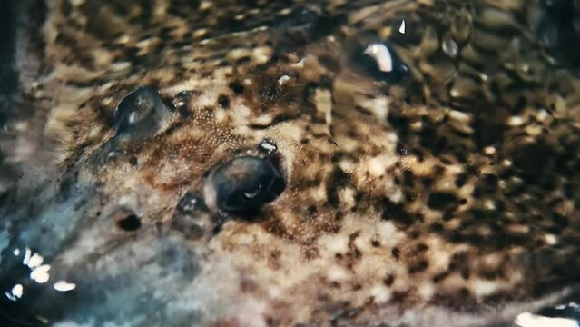 Thornback ray swimming on the sea surface close-up