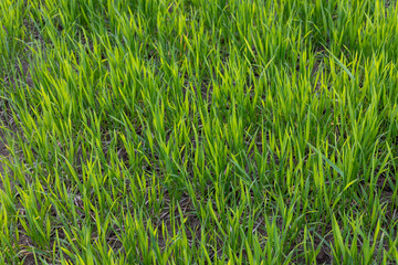 Green wheat growing in the field