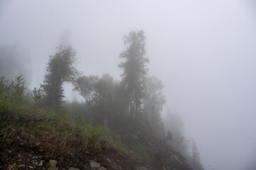 landscape of mountains and pine forest in thick summer fog in the area of ​​Lake Teletskoye in Altai