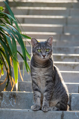 Closeup of beautiful grey street cat with green eyes sitting on the streets of Istanbul