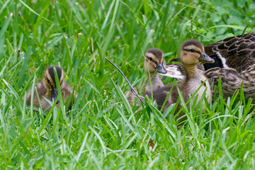 Mallard Ducklings Walking in Grass in Audubon Park, New Orleans, Louisiana, USA