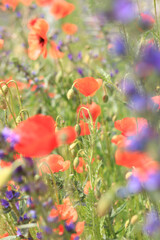 Obraz premium Red poppy. Flowers on a lawn or clearing. Spring flowers, natural background. Beautiful poppy blossoms on a sunny day. Flowers close up. Papaver rhoeas