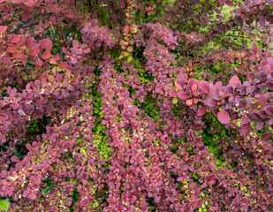A close-up view of a vibrant barberry bush, its leaves a tapestry of deep crimson and emerald green, each one glistening with morning dew.