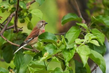 A male red-breasted pipistrelle bird among green foliage on an apple tree branch in a fruit orchard in the morning.