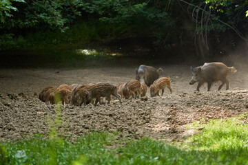 Wild hogs in the forest