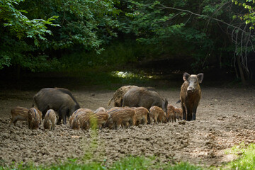 Wild hogs in the forest