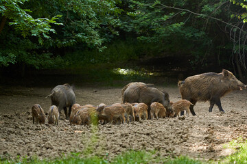Wild hogs in the forest