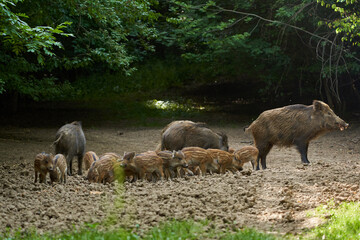Wild hogs in the forest