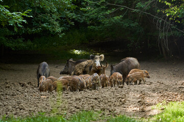 Wild hogs in the forest