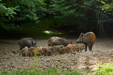 Wild hogs in the forest