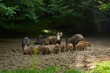 Wild hogs in the forest