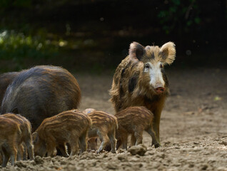 Wild hogs in the forest