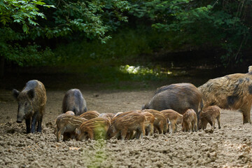 Wild hogs in the forest