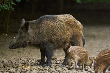 Wild hogs in the forest