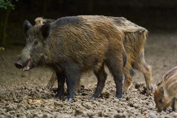 Wild hogs in the forest