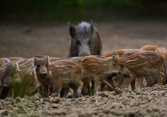 Wild hogs in the forest