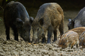 Wild hogs in the forest