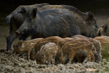 Wild hogs in the forest
