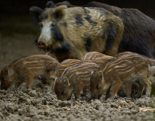 Wild hogs in the forest