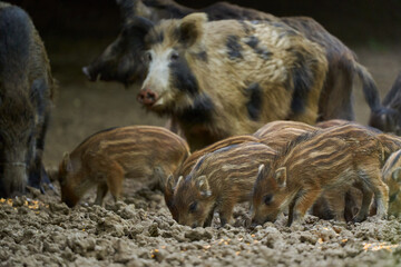 Wild hogs in the forest