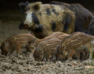 Wild hogs in the forest