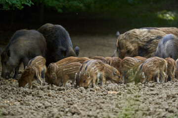 Wild hogs in the forest