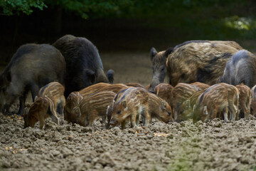 Wild hogs in the forest