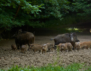 Wild hogs in the forest