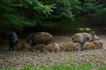 Wild hogs in the forest