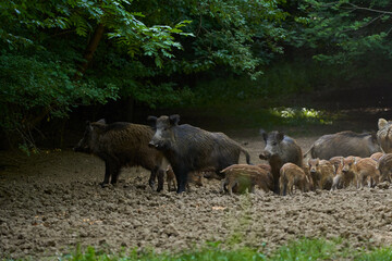 Wild hogs in the forest