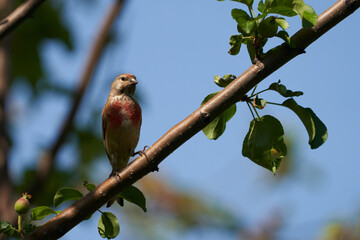 A male red-breasted robin bird in an orchard on an apple tree branch against a blue sky background.