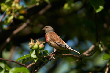A male warbler bird in an apple orchard on a tree branch with small apples.