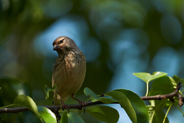 Pictorial close-up portrait of a female hemp bird on a tree branch in the morning.