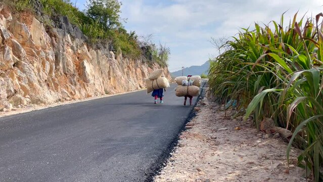 Rural scene of Vietnamese women carrying cattle feed on their backs as they walk along the mountain road of the Ha Giang Loop