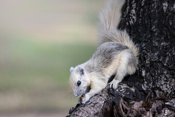 Naklejka premium squirrel eating bean on tree trunk in forest park, blank area for copyspace