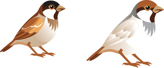 two birds on a white background 