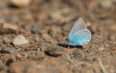 small blue butterfly on the ground, Pontic Blue, Polyommatus coelestinus