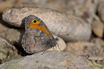 large red butterfly on the ground, Hipparchia mersina, Aegean Grayling