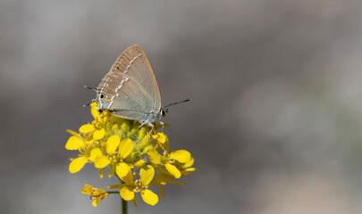 tiny butterfly on yellow flower, Gerhard’s Black Hairstreak, Satyrium abdominalis