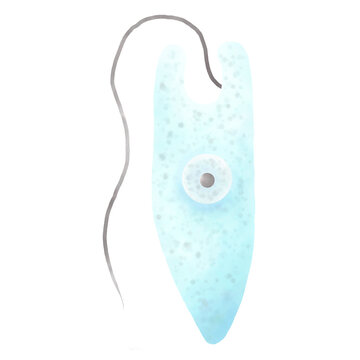 Euglena