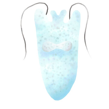 Euglena