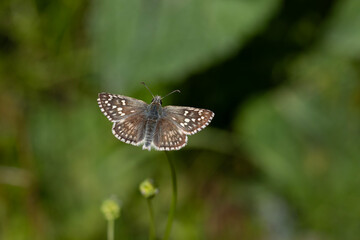 Yellow Banded Hoppy butterfly - Pyrgus sidae